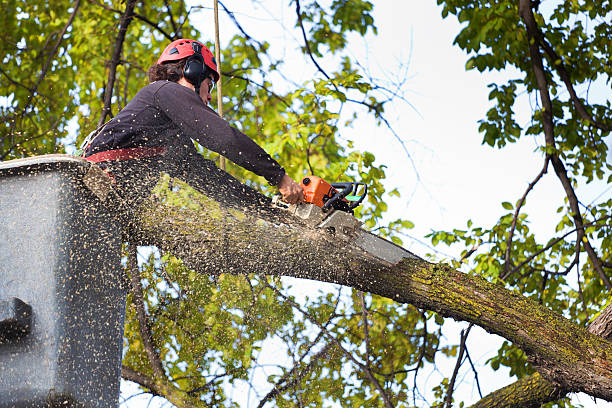 Best Tree Removal  in USA